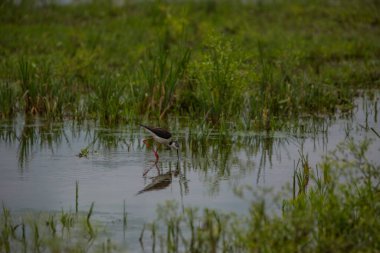 Aiguamolls De L 'Emporda Doğa Koruma Alanında (Himantopus Himantopus) kara kanatlı stilt, İspanya