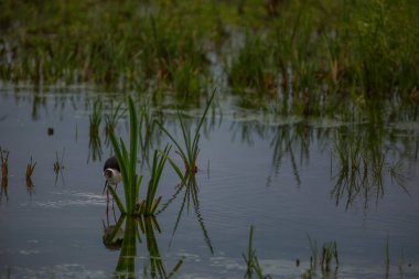 Aiguamolls De L 'Emporda Doğa Koruma Alanında (Himantopus Himantopus) kara kanatlı stilt, İspanya