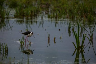 Aiguamolls De L 'Emporda Doğa Koruma Alanında (Himantopus Himantopus) kara kanatlı stilt, İspanya