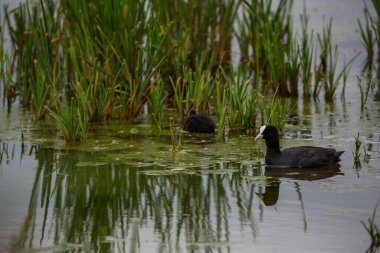 Aiguamolls De L 'Emporda Doğa Koruma Alanında (Fulica atra).