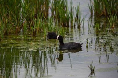 Aiguamolls De L 'Emporda Doğa Koruma Alanında (Fulica atra).