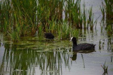 Aiguamolls De L 'Emporda Doğa Koruma Alanında (Fulica atra).