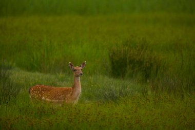 Aiguamolls De L 'Emporda Doğa Koruma Alanındaki Fallow geyiği, İspanya.
