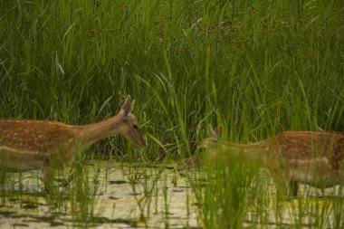 Aiguamolls De L 'Emporda Doğa Koruma Alanındaki Fallow geyiği, İspanya.