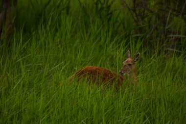 Aiguamolls De L 'Emporda Doğa Koruma Alanındaki Fallow geyiği, İspanya.