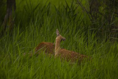 Aiguamolls De L 'Emporda Doğa Koruma Alanındaki Fallow geyiği, İspanya.