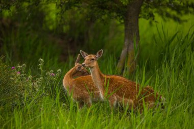 Aiguamolls De L 'Emporda Doğa Koruma Alanındaki Fallow geyiği, İspanya.