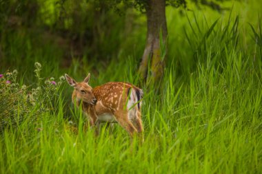 Aiguamolls De L 'Emporda Doğa Koruma Alanındaki Fallow geyiği, İspanya.