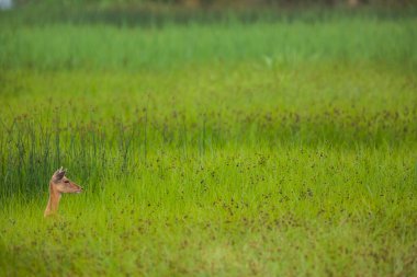 Aiguamolls De L 'Emporda Doğa Koruma Alanındaki Fallow geyiği, İspanya.