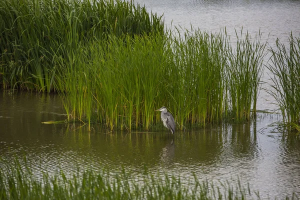 Gran Garza Reserva Natural Aiguamolls Emporda España — Foto de Stock