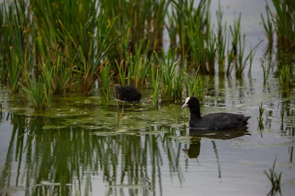 Botín Euroasiático Fulica Atra Aiguamolls Emporda Nature Reserve España —  Fotos de Stock