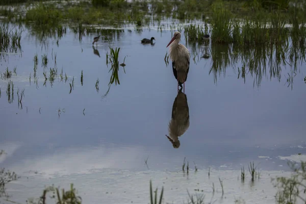 Storks Spring Aiguamolls Emporda Nature Reserve Spain — Stock Photo, Image