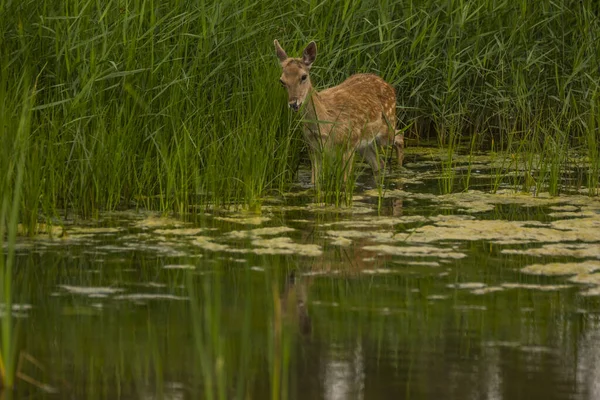 Rådjur Aiguamolls Emporda Naturreservat Spanien — Stockfoto