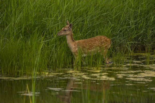 Cervos Aiguamolls Emporda Nature Reserve Espanha — Fotografia de Stock