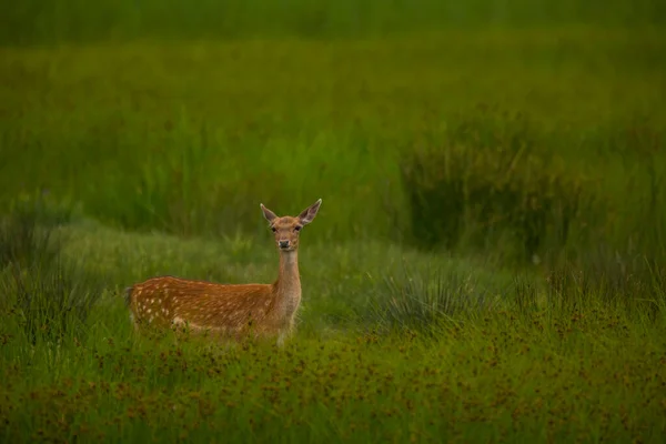 Fallow Deer Aiguamolls Emporda Természetvédelmi Terület Spanyolország — Stock Fotó