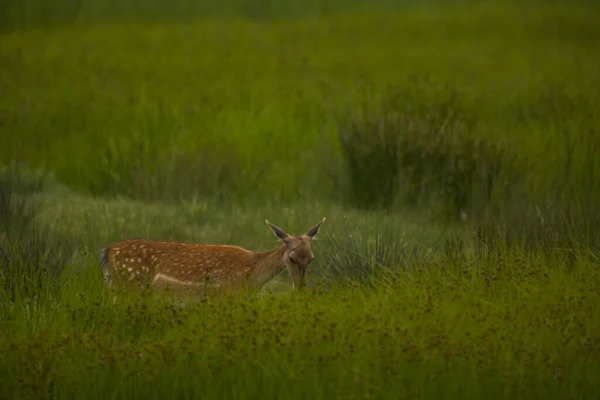 Cervo Aiguamolls Riserva Naturale Emporda Spagna — Foto Stock