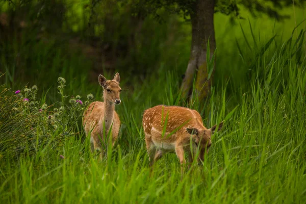 กวางใน Aiguamolls Emporda Nature Reserve สเปน — ภาพถ่ายสต็อก