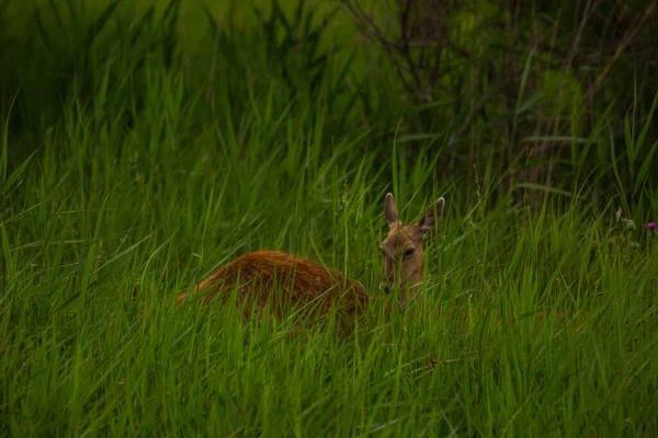 Herten Aiguamolls Emporda Natuurreservaat Spanje — Stockfoto