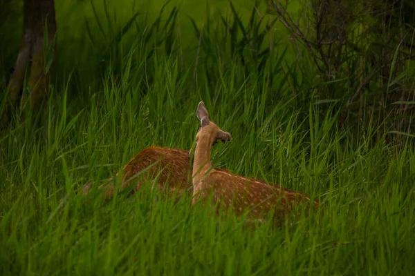 Cervos Aiguamolls Emporda Nature Reserve Espanha — Fotografia de Stock