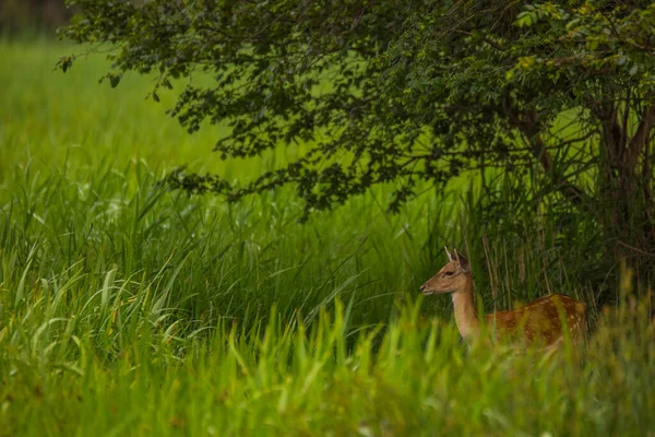 Cervo Aiguamolls Riserva Naturale Emporda Spagna — Foto Stock