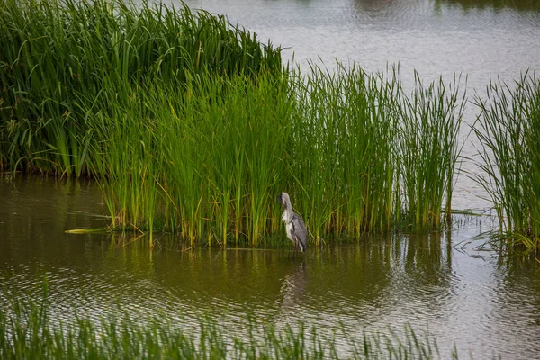 Great Egret Aiguamolls Emporda Nature Reserve Spain — Stock Photo, Image