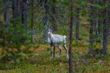 Sonbaharda Kuzey Finlandiya, Laponya 'da ren geyikleri. Avrupa.