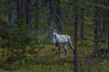 Sonbaharda Kuzey Finlandiya, Laponya 'da ren geyikleri. Avrupa.