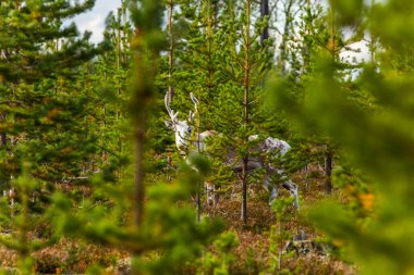 Sonbaharda Kuzey Finlandiya, Laponya 'da ren geyikleri. Avrupa.