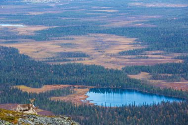 Yllas Pallastunturi Ulusal Parkı, Laponya, Finlandiya 'daki ren geyikleri