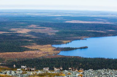 Yllas Pallastunturi Ulusal Parkı, Laponya, Finlandiya 'daki ren geyikleri