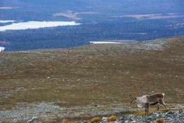 Yllas Pallastunturi Ulusal Parkı, Laponya, Finlandiya 'daki ren geyikleri