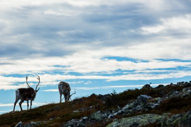 Yllas Pallastunturi Ulusal Parkı, Laponya, Finlandiya 'daki ren geyikleri