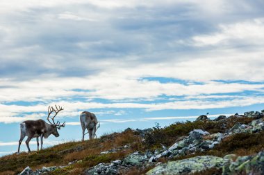 Yllas Pallastunturi Ulusal Parkı, Laponya, Finlandiya 'daki ren geyikleri