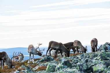Yllas Pallastunturi Ulusal Parkı, Laponya, Finlandiya 'daki ren geyikleri