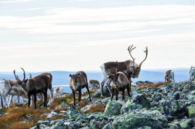 Yllas Pallastunturi Ulusal Parkı, Laponya, Finlandiya 'daki ren geyikleri