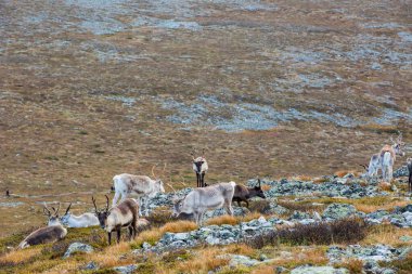 Yllas Pallastunturi Ulusal Parkı, Laponya, Finlandiya 'daki ren geyikleri