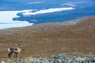 Yllas Pallastunturi Ulusal Parkı, Laponya, Finlandiya 'daki ren geyikleri