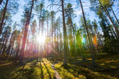 Finlandiya 'daki Yllas Pallastunturi Ulusal Parkı' nda sonbahar manzarası