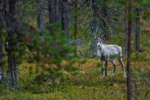 Reindeers Φθινόπωρο Στη Λαπωνία Της Βόρειας Φινλανδίας Ευρώπη — Φωτογραφία Αρχείου