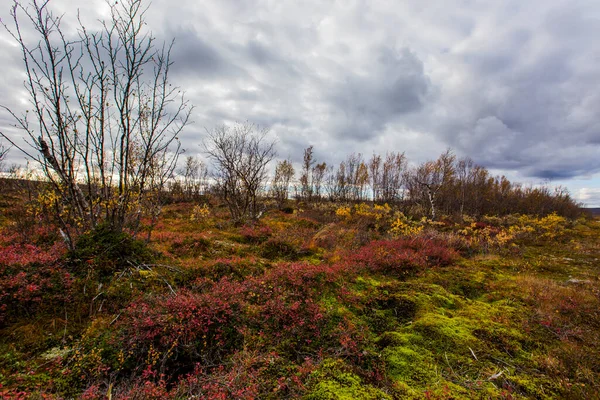 Осенний Пейзаж Тундре Северная Норвегия Европа — стоковое фото