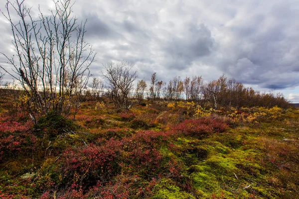 ノルウェー北部のツンドラで秋の風景 ヨーロッパ — ストック写真