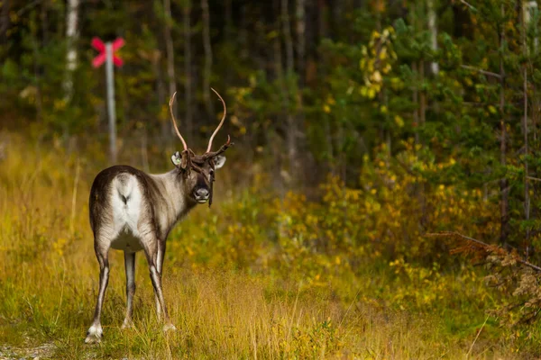 Sobi Podzim Laponsku Severní Finsko Evropa — Stock fotografie