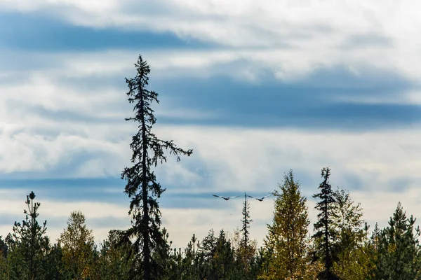 Φθινόπωρο Τοπίο Στο Muonio Λαπωνία Φινλανδία — Φωτογραφία Αρχείου