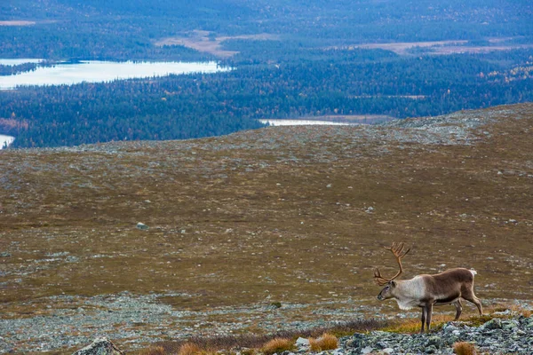 Renas Yllas Pallastunturi National Park Lapland Finlândia — Fotografia de Stock