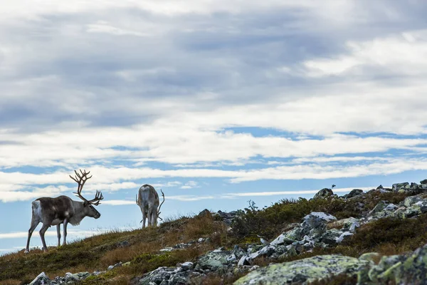 Renas Yllas Pallastunturi National Park Lapland Finlândia — Fotografia de Stock