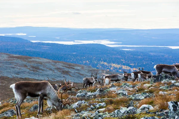 Олени Национальном Парке Yllas Pallastunturi Лапландия Финляндия — стоковое фото