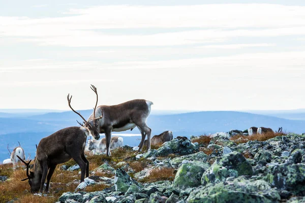 Renas Yllas Pallastunturi National Park Lapland Finlândia — Fotografia de Stock