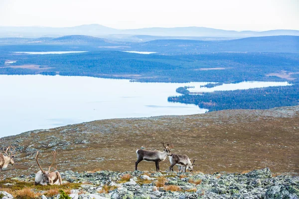Renas Yllas Pallastunturi National Park Lapland Finlândia — Fotografia de Stock