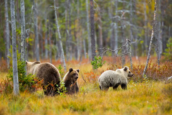 Бурый Медведь Куусамо Лапландия Северная Финляндия — стоковое фото