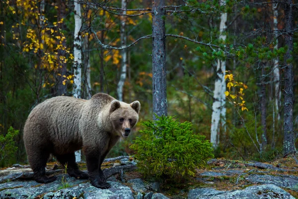 Καφέ Αρκούδα Στο Kuusamo Λαπωνία Βόρεια Φινλανδία — Φωτογραφία Αρχείου